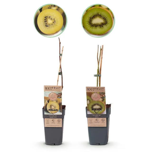 green-guardia-kiwi-pflanzen-set-jenny-gold-15-cm-topf-2er-set image 1