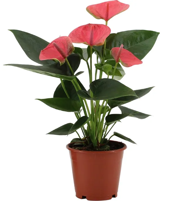 green-guardia-anthurium-sweet-dream-zimmerpflanze-12cm-36cm-pink image 1