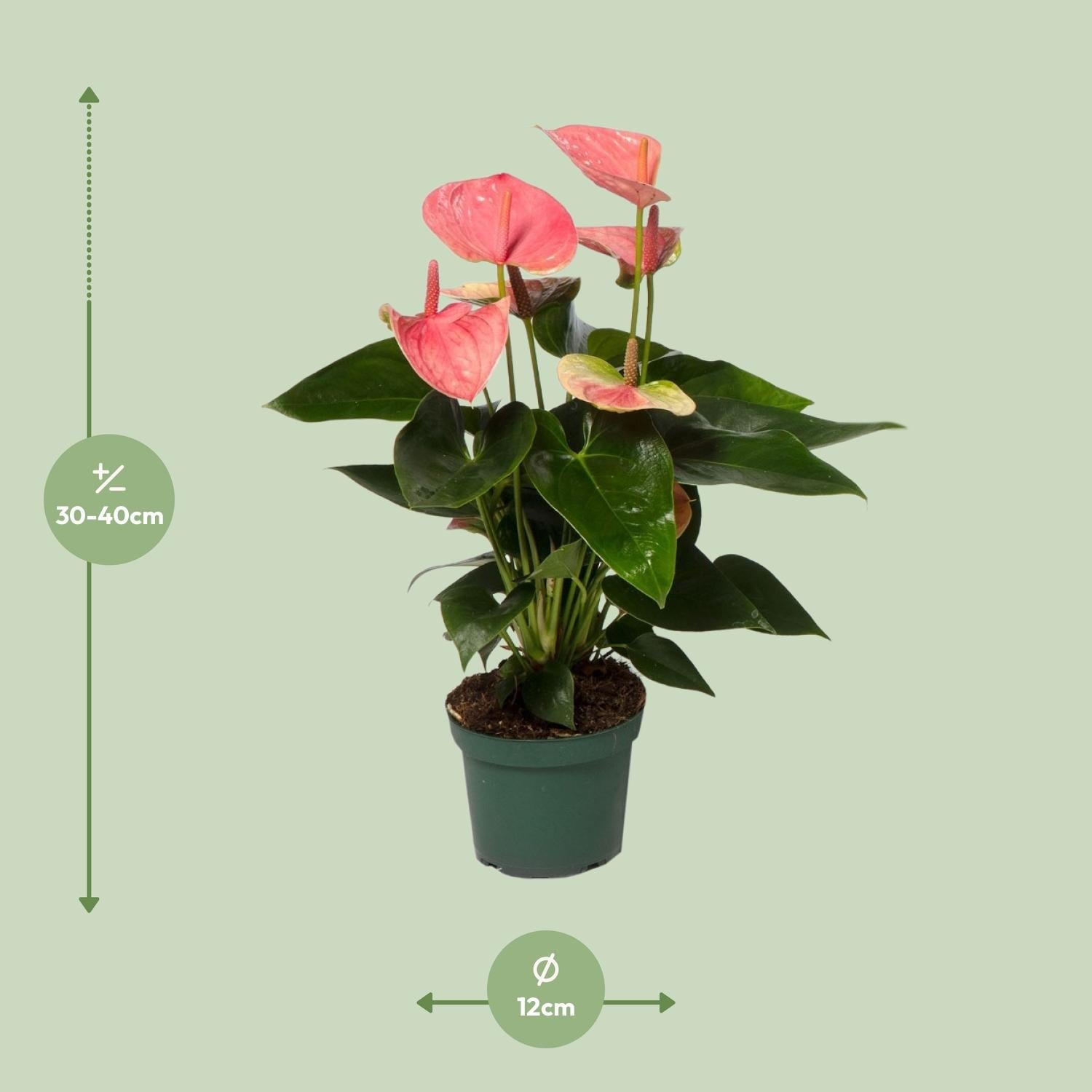 green-guardia-anthurium-sweet-dream-zimmerpflanze-12cm-36cm-pink image 5