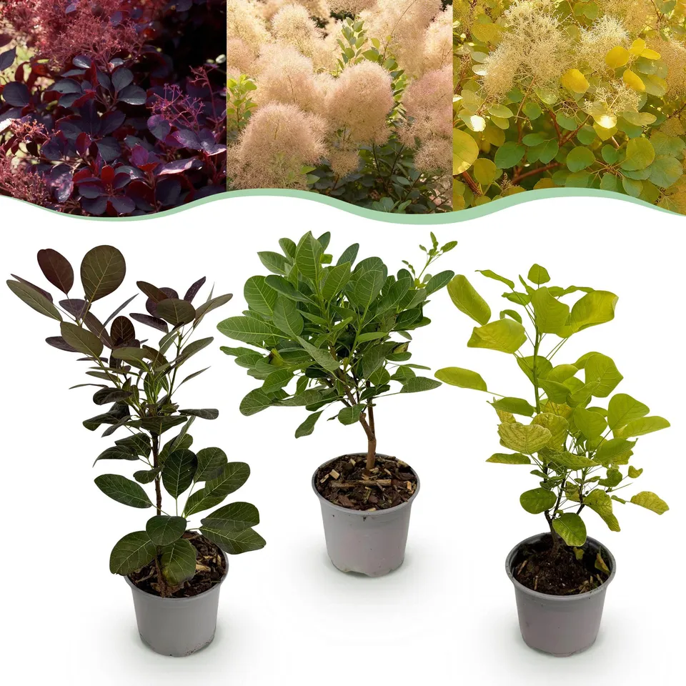 green-guardia-unsere-pflanzen-cotinus-tricolour-per-ckenstrauch-12cm-topf-bunt image 1
