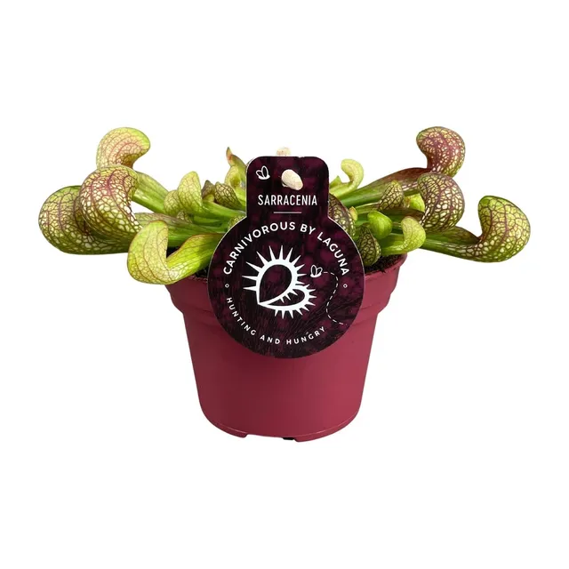 green-guardia-unsere-pflanzen-sarracenia-psittacina-12-cm-topf image 1