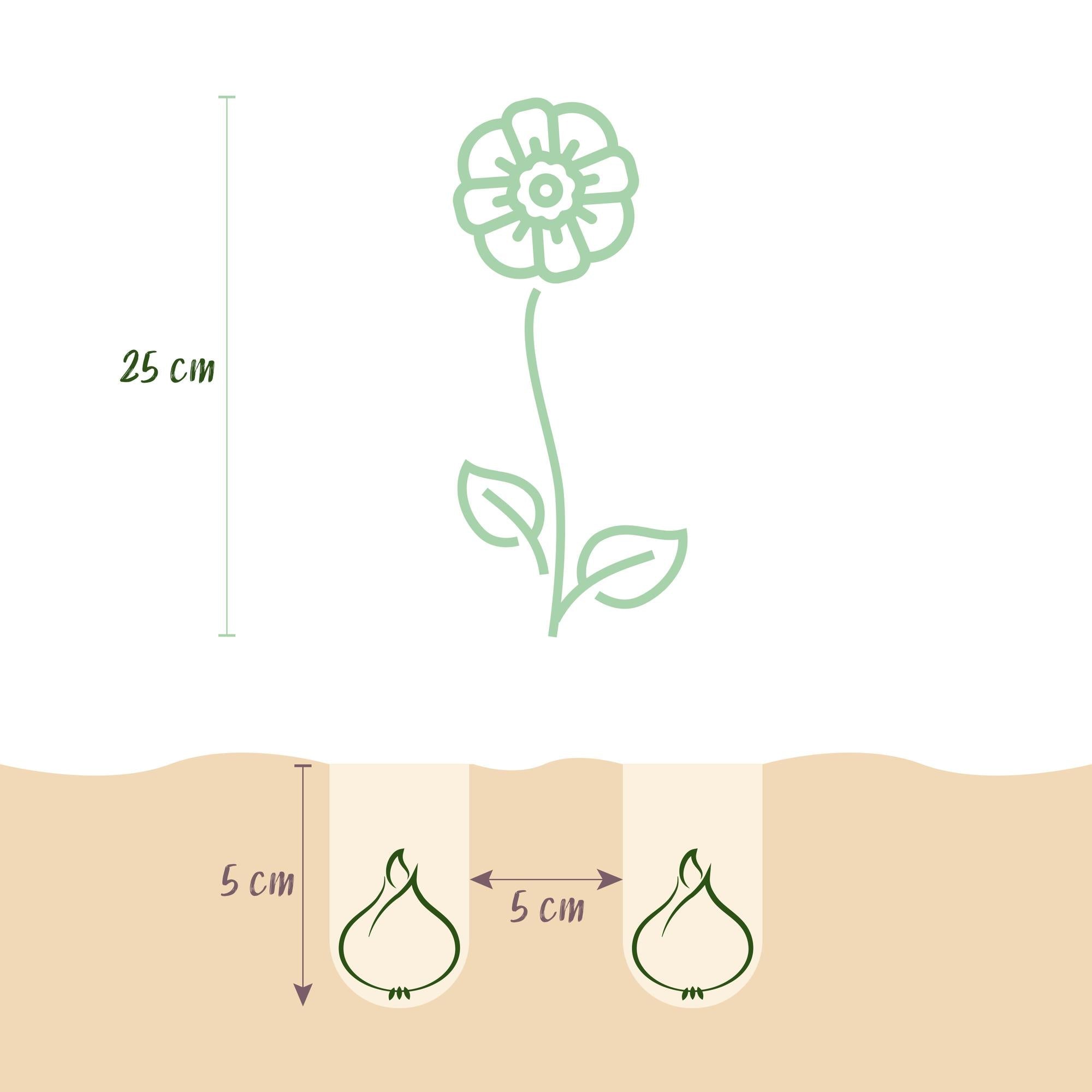 green-guardia-eranthis-cilicica-blumenzwiebeln-25-st-ck-gelb image 2