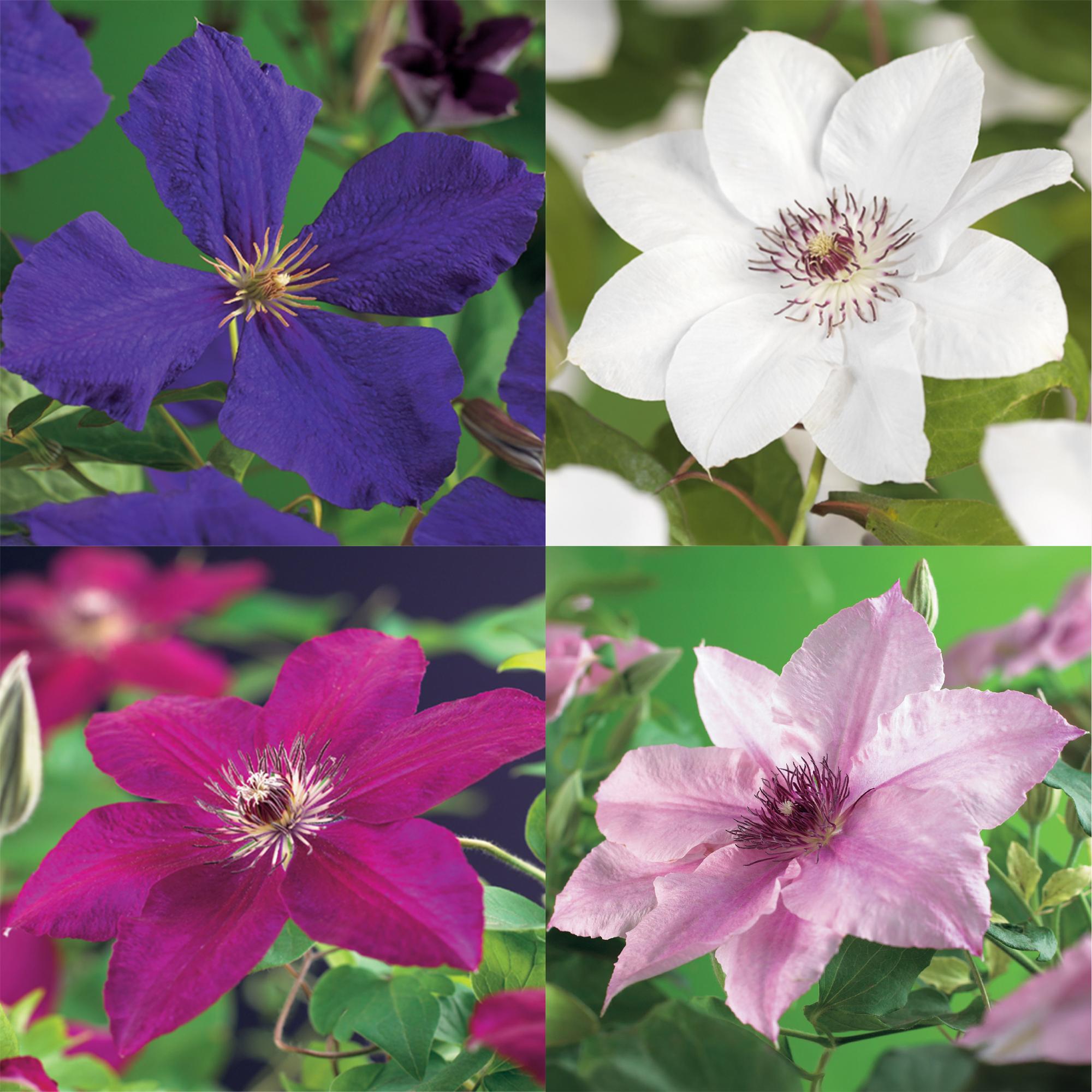green-guardia-unsere-pflanzen-clematis-rainbow-kletterpflanze-4x-bunt image 4