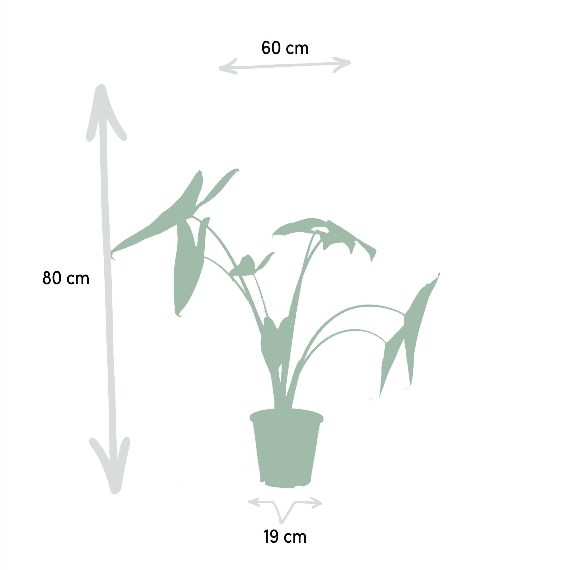green-guardia-unsere-pflanzen-alocasia-set-3-pflanzen-60-75cm image 4