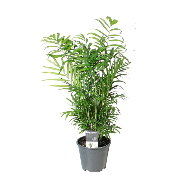 green-guardia-chamaedorea-elegans-bergpalme-40-cm-zimmerpflanze image 1