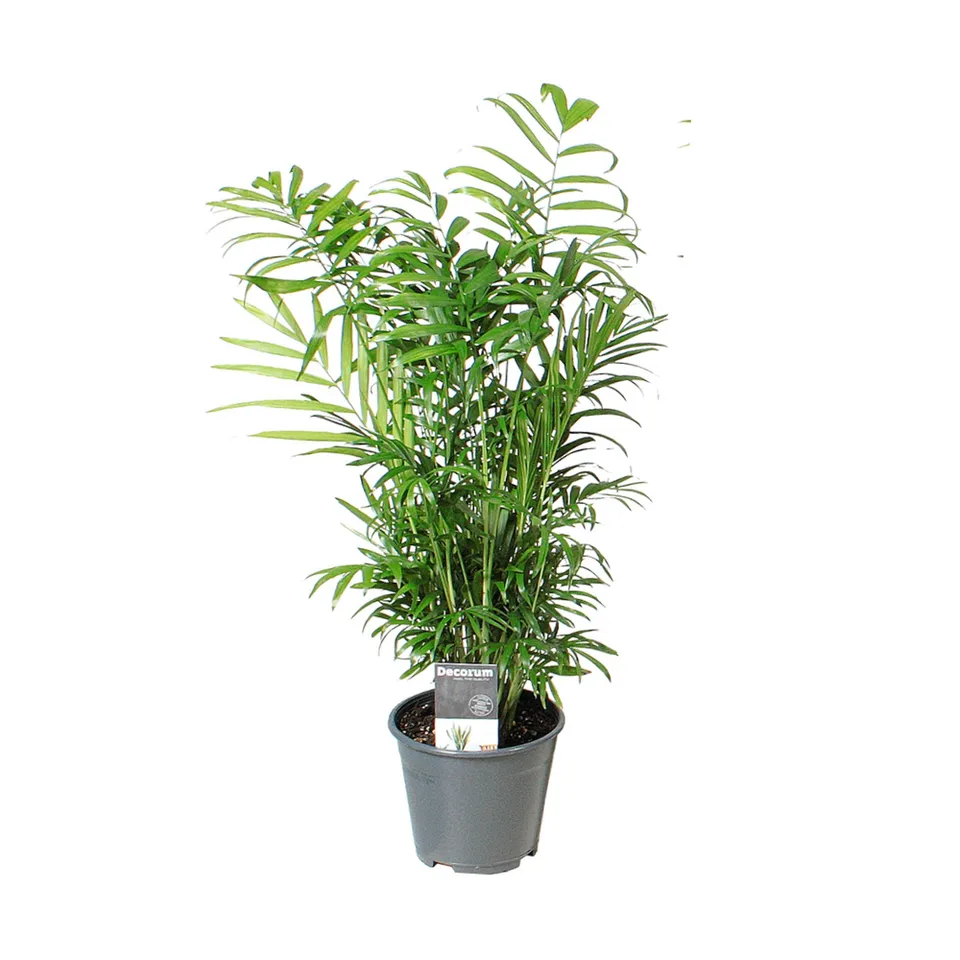 green-guardia-chamaedorea-elegans-bergpalme-40-cm-zimmerpflanze image 1