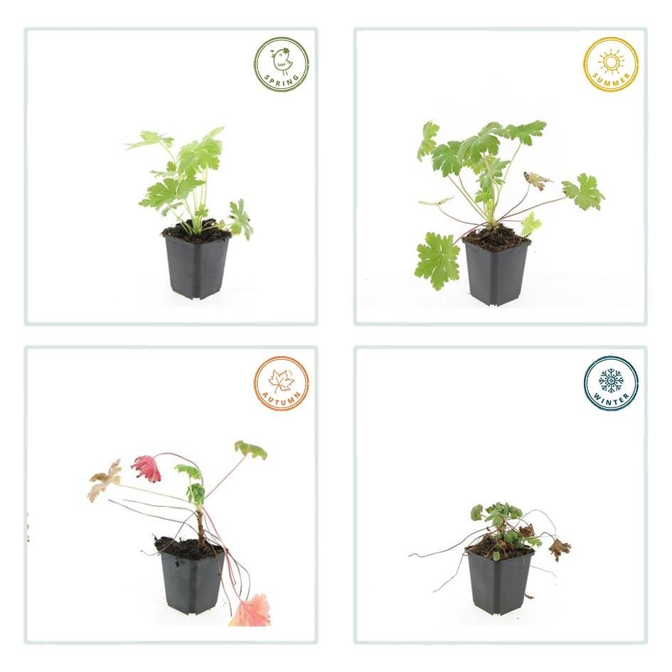 green-guardia-unsere-pflanzen-geranium-ingwersen-bodendecker-9cm image 3