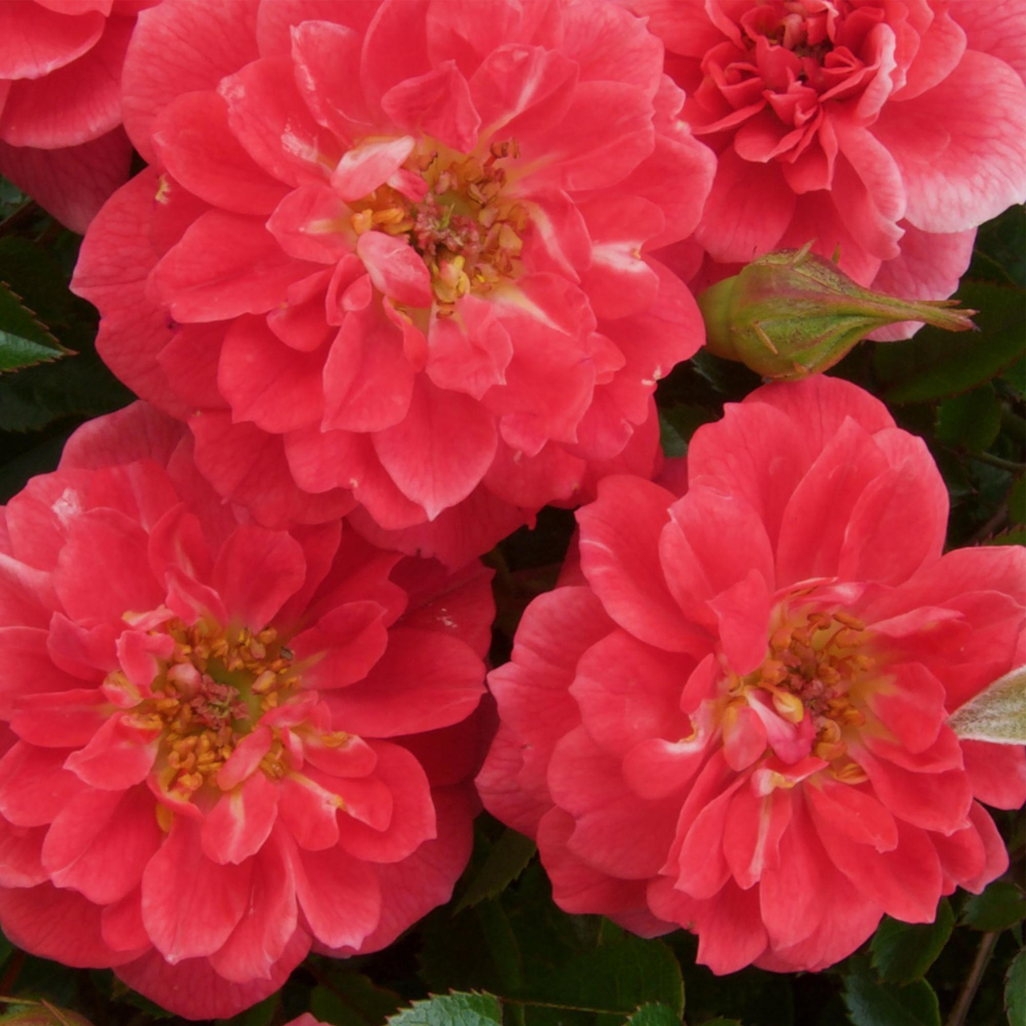 green-guardia-rosa-salmon-queen-kletterrose-lachsrosa-2-pflanzen image 4