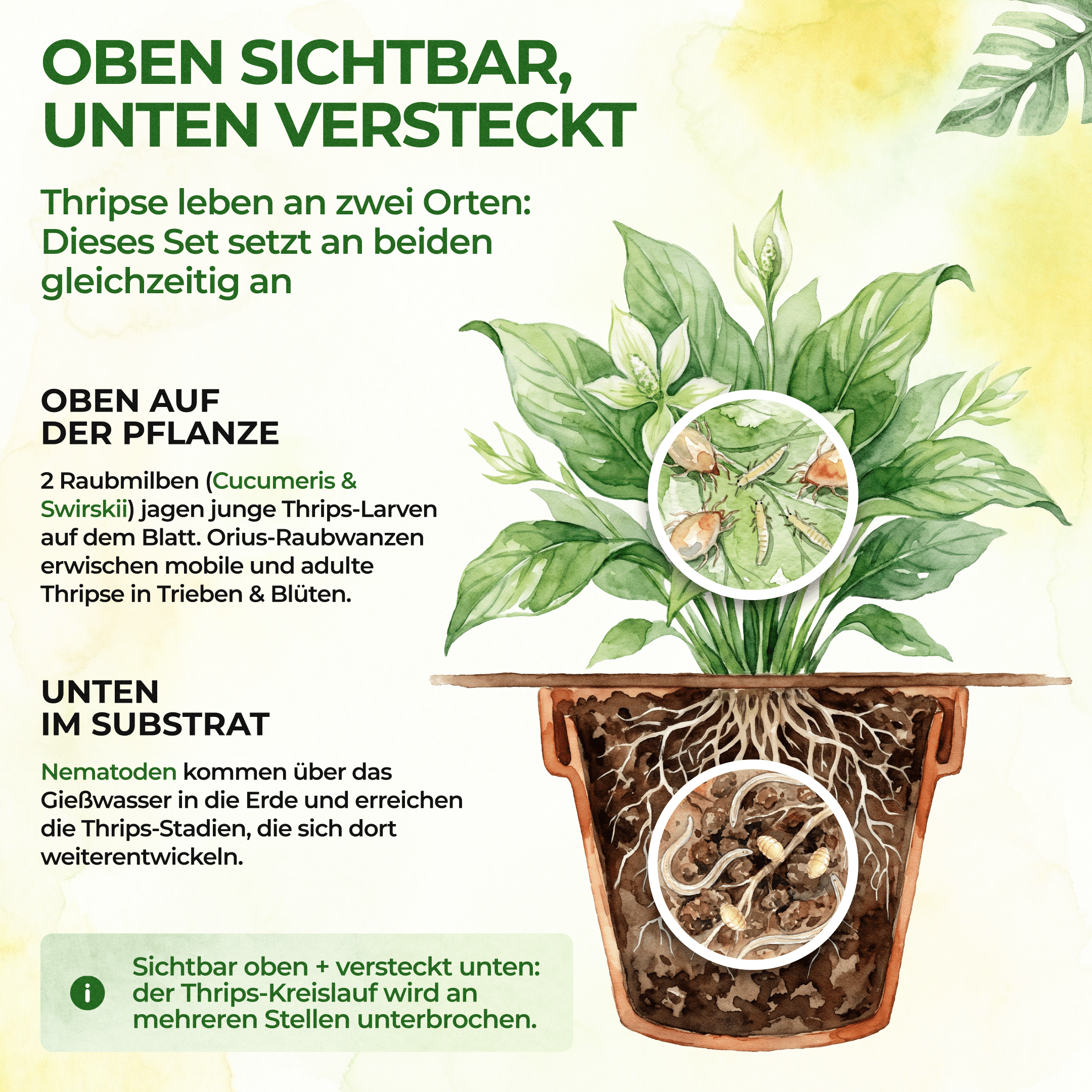 green-guardia-thripse-frei-bundle-n-tzlinge-soforthilfe image 3