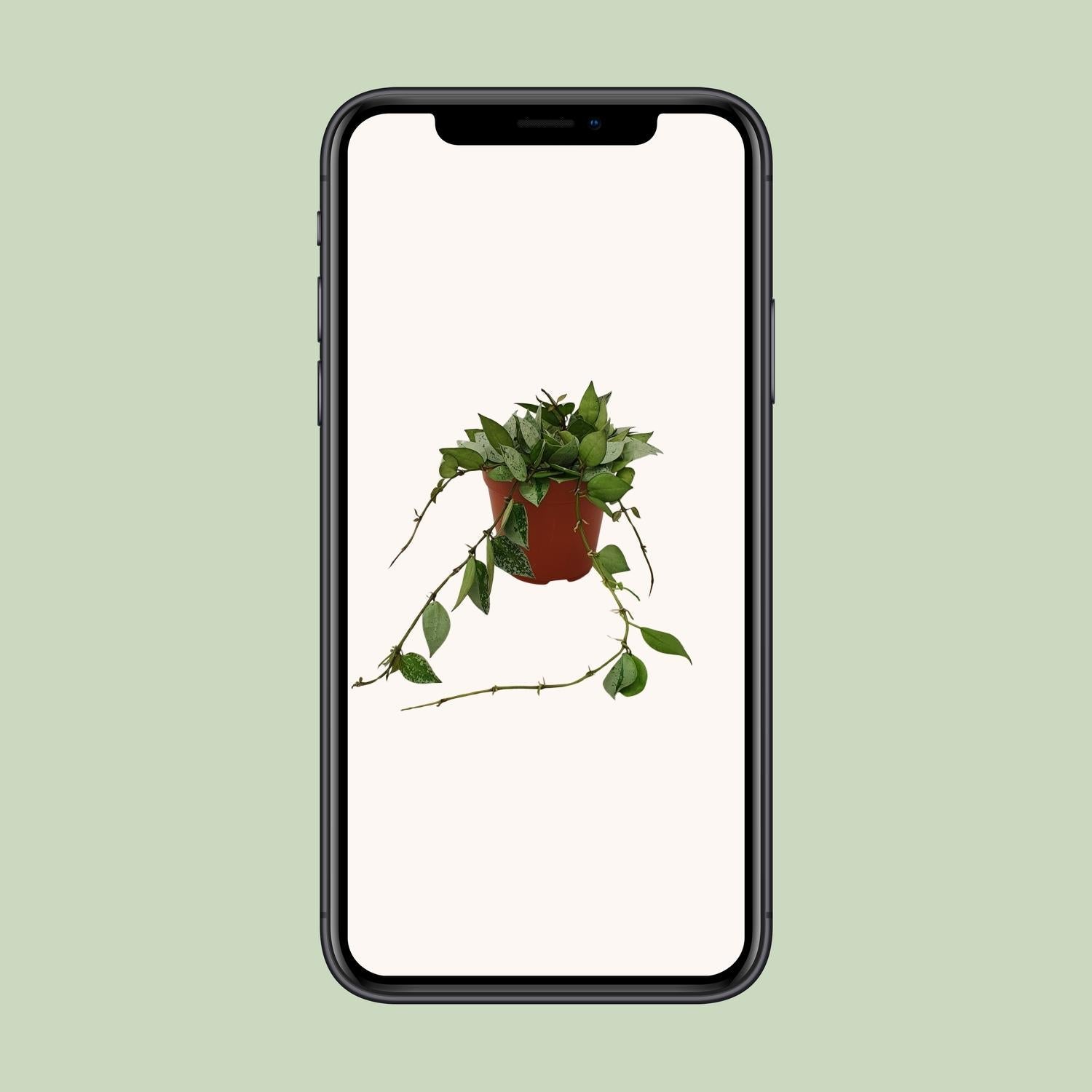 green-guardia-unsere-pflanzen-hoya-krohniana-eskimo-wachsblume-15-cm image 4