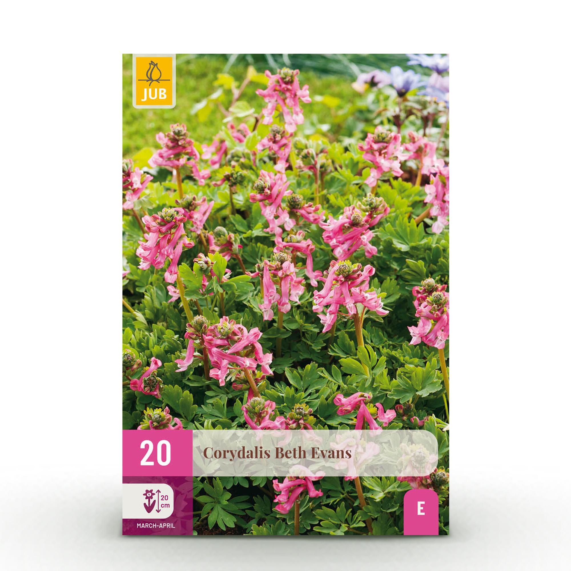 green-guardia-unsere-pflanzen-corydalis-beth-evans-zwiebeln-20-st-ck image 1