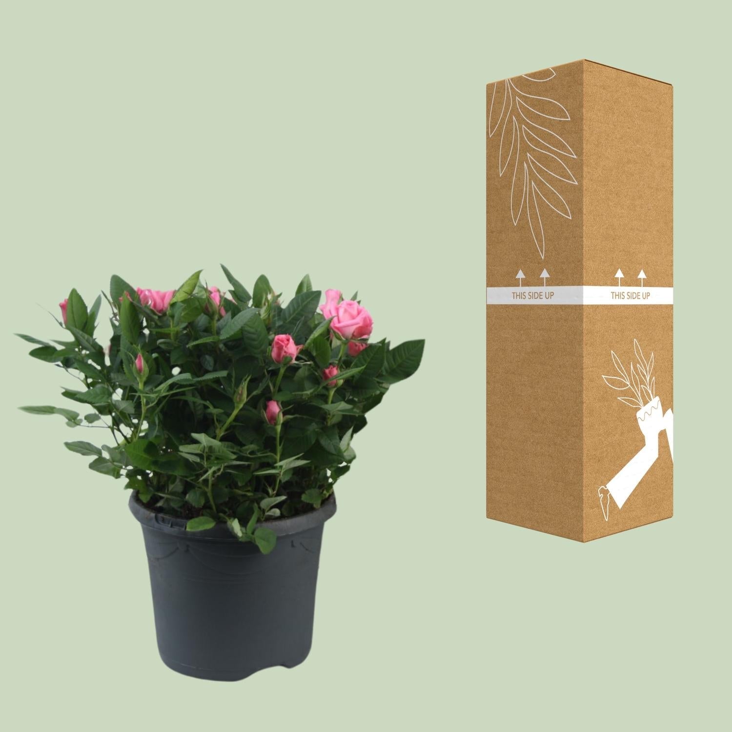 green-guardia-jewel-patio-sparkling-topfrose-rosa-17cm-topf image 3