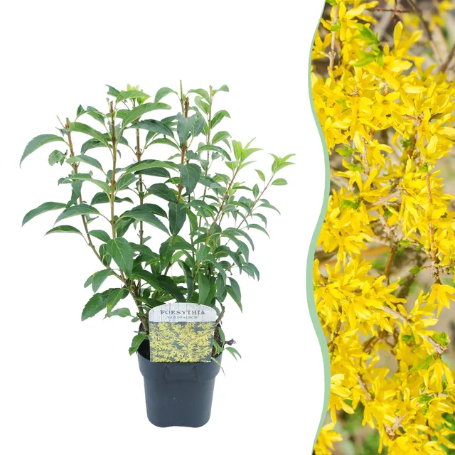 green-guardia-goldrauch-forsythie-strauch-gelb-17cm-topf image 1