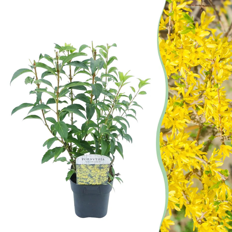 green-guardia-goldrauch-forsythie-strauch-gelb-17cm-topf image 1