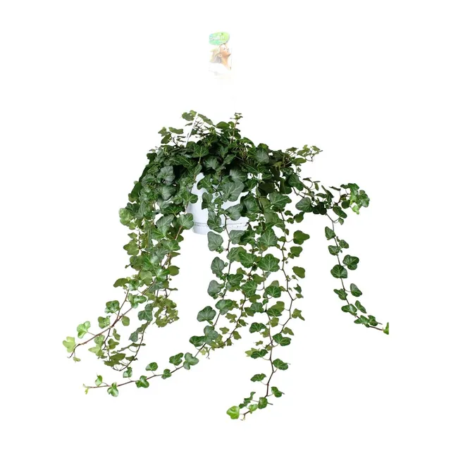 green-guardia-unsere-pflanzen-hedera-wonder-green-efeu-50-cm-immergr-n image 1