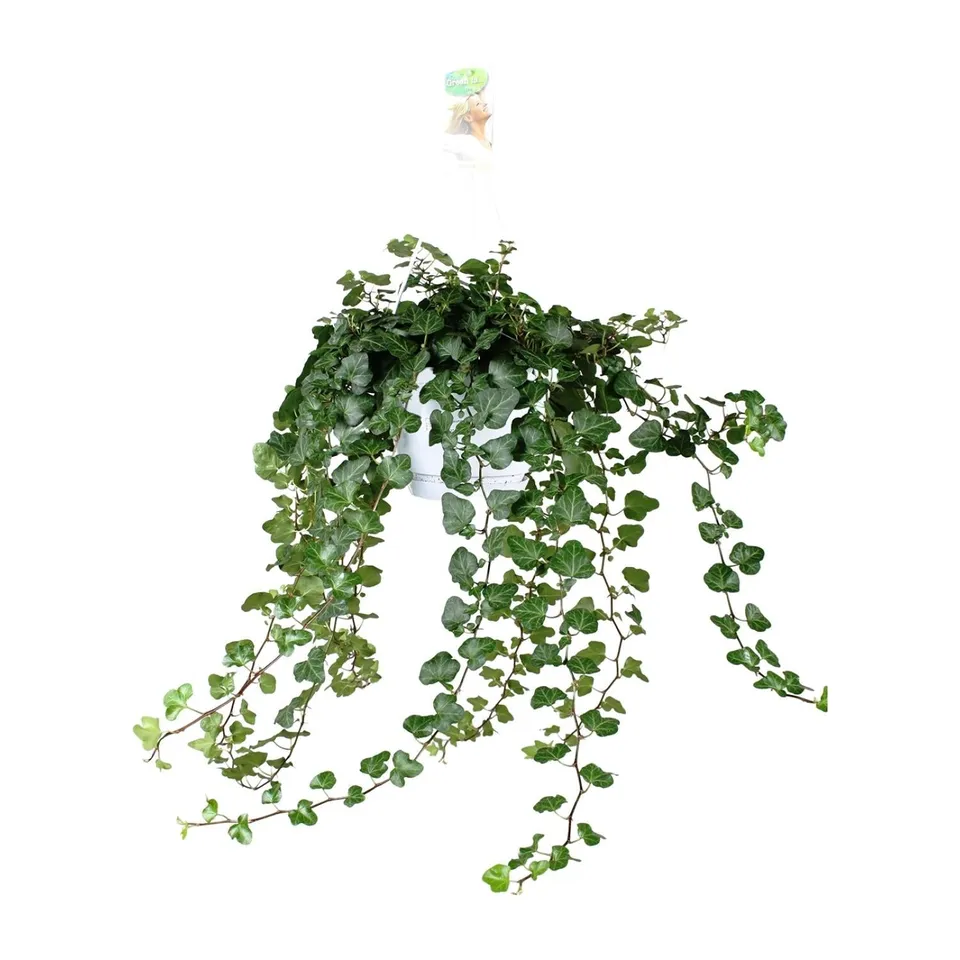 green-guardia-unsere-pflanzen-hedera-wonder-green-efeu-50-cm-immergr-n image 1