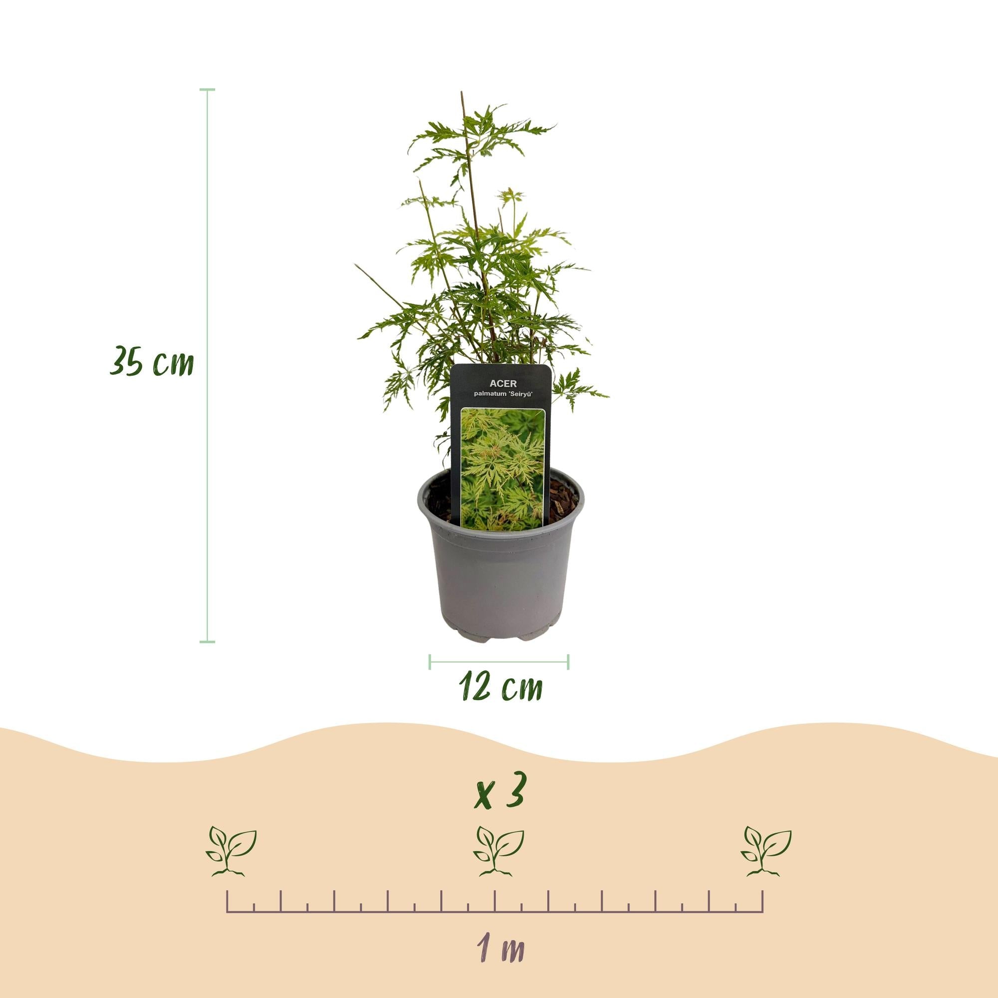 green-guardia-unsere-pflanzen-acer-seiryu-f-cherahorn-12cm-herbstf-rbung image 2