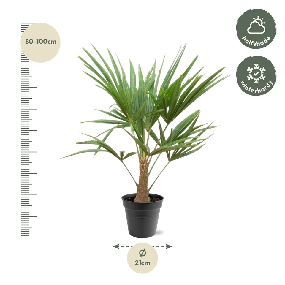 green-guardia-trachycarpus-fortunei-palme-21-cm-topf-100-cm image 1