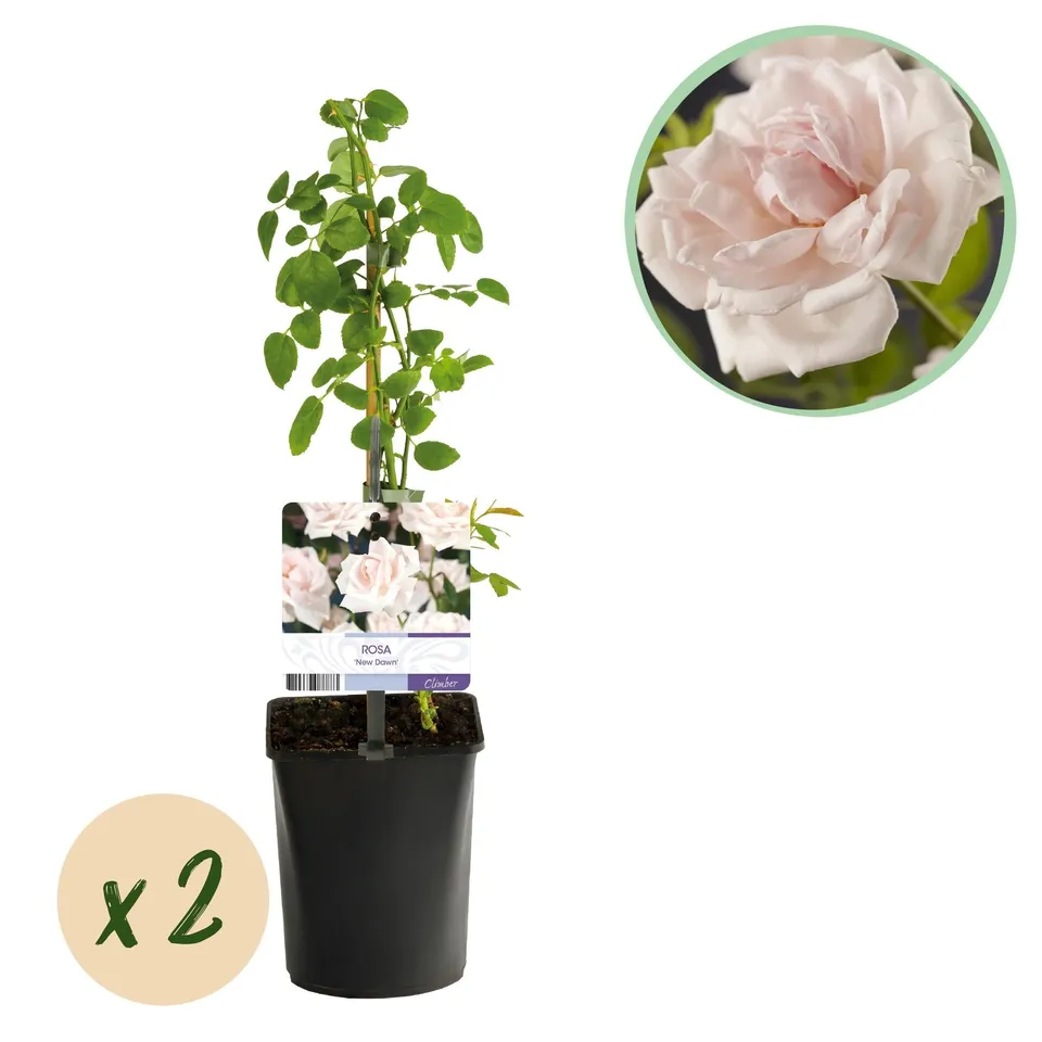 green-guardia-new-dawn-kletterrose-hellrosa-2-pflanzen-11-cm image 1