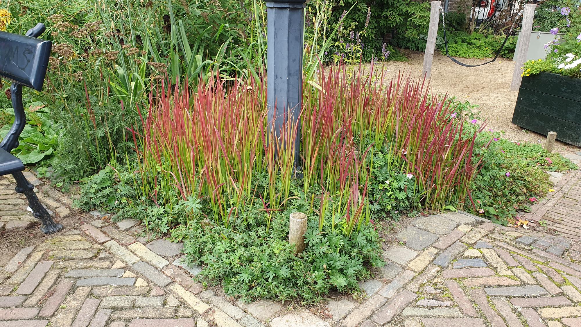 green-guardia-red-baron-blutgras-ziergras-9-cm-topf-rot image 6