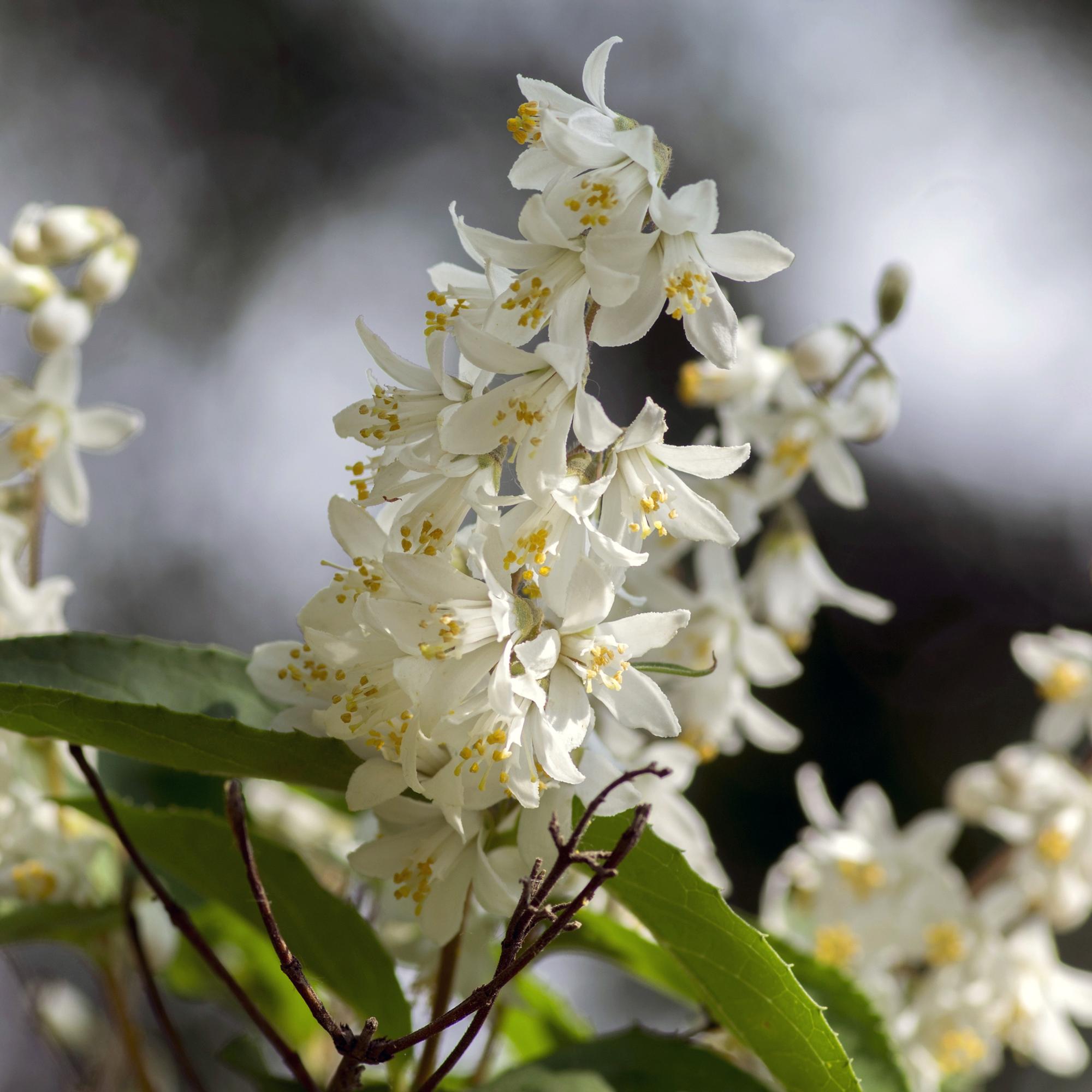 green-guardia-maiblumenstrauch-deutzia-gracilis-strauch-17-cm-topf-wei image 3