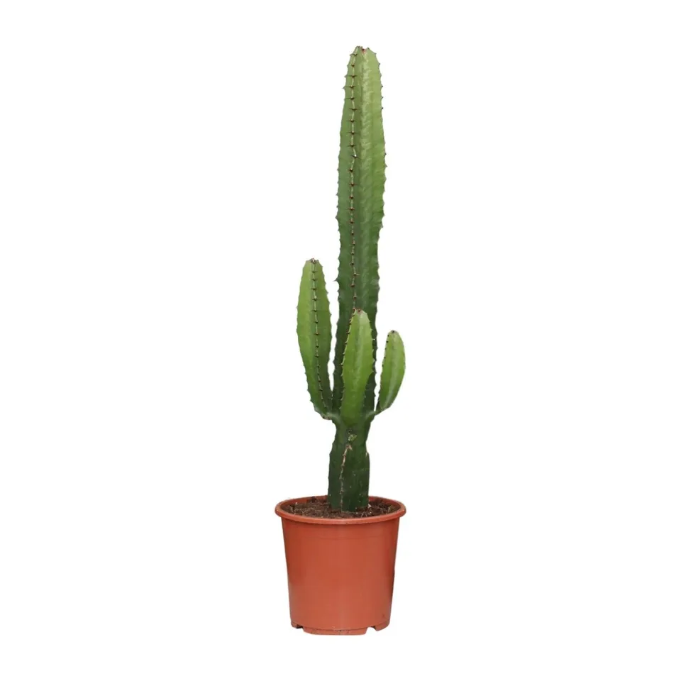 green-guardia-euphorbia-acrurensis-w-stenkerze-50-60-cm image 1