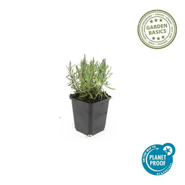 green-guardia-lavendel-munstead-duftpflanze-6-pflanzen image 1