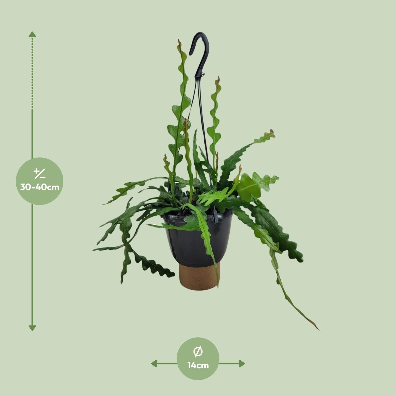 green-guardia-epiphyllum-anguliger-zickzackkaktus-14cm-35cm image 4