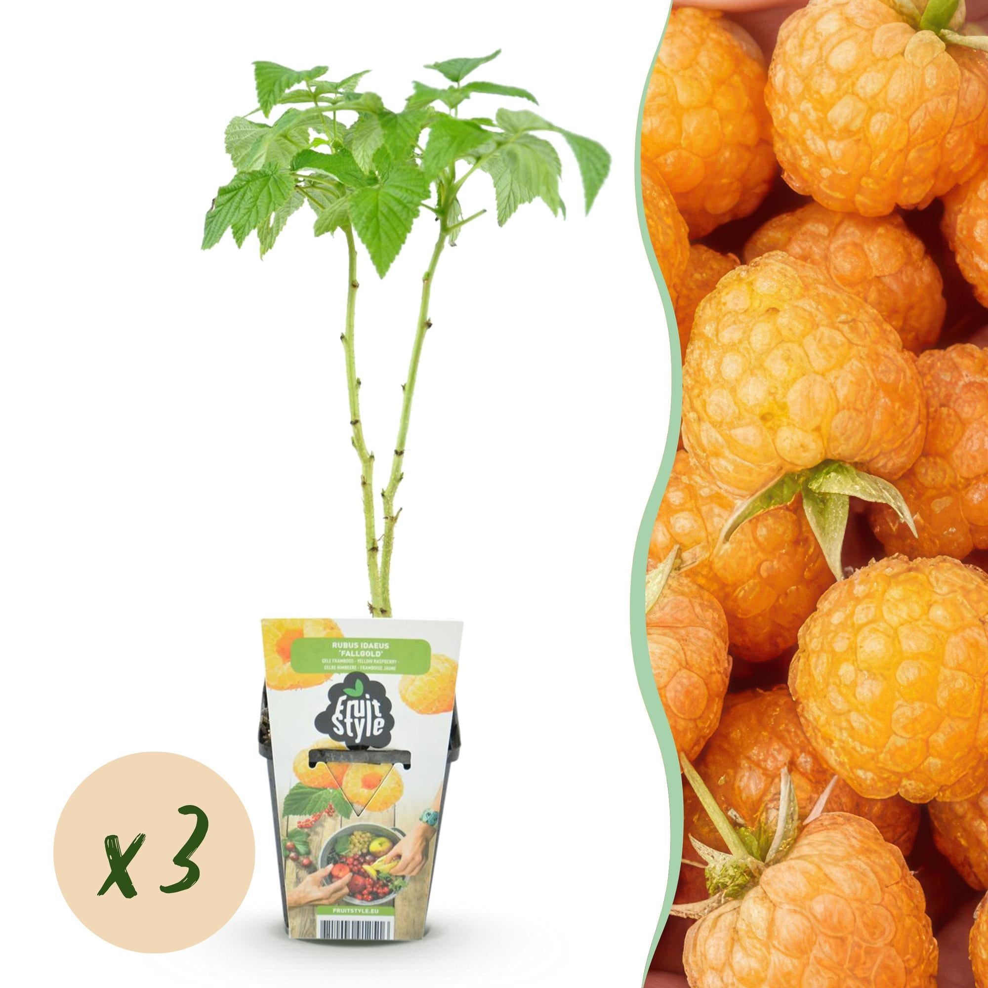 green-guardia-unsere-pflanzen-himbeere-fallgold-obstpflanze-gelb image 1