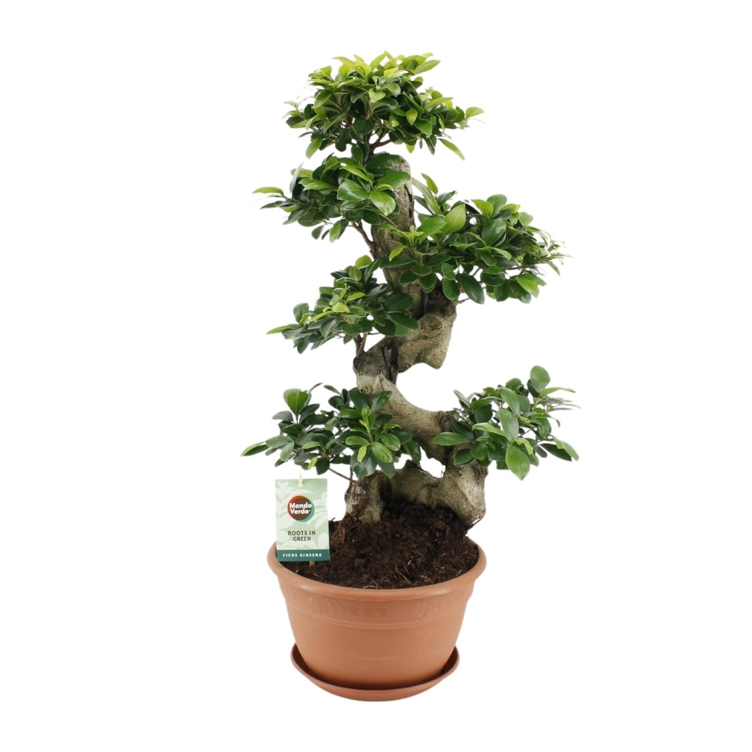green-guardia-ficus-ginseng-bonsai-feige-70-cm-zimmerpflanze image 1