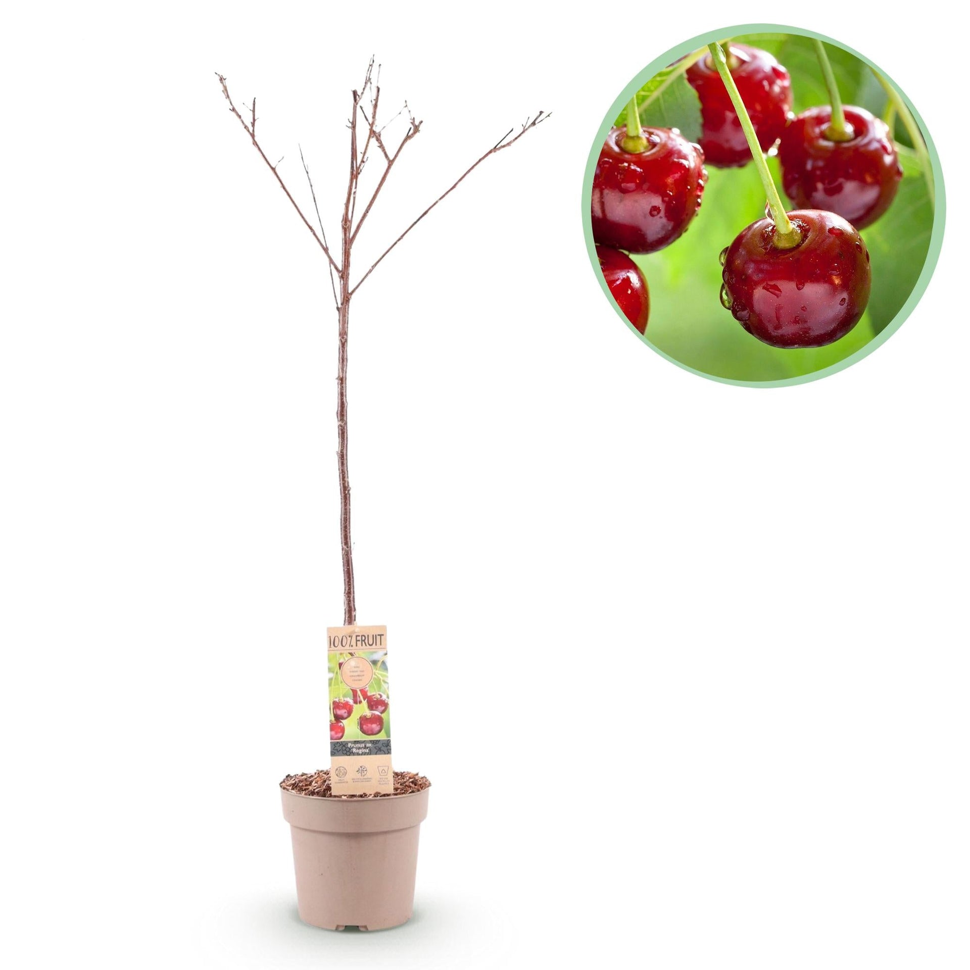 green-guardia-unsere-pflanzen-regina-s-sskirschbaum-21-cm-topf-rote-kirschen image 1