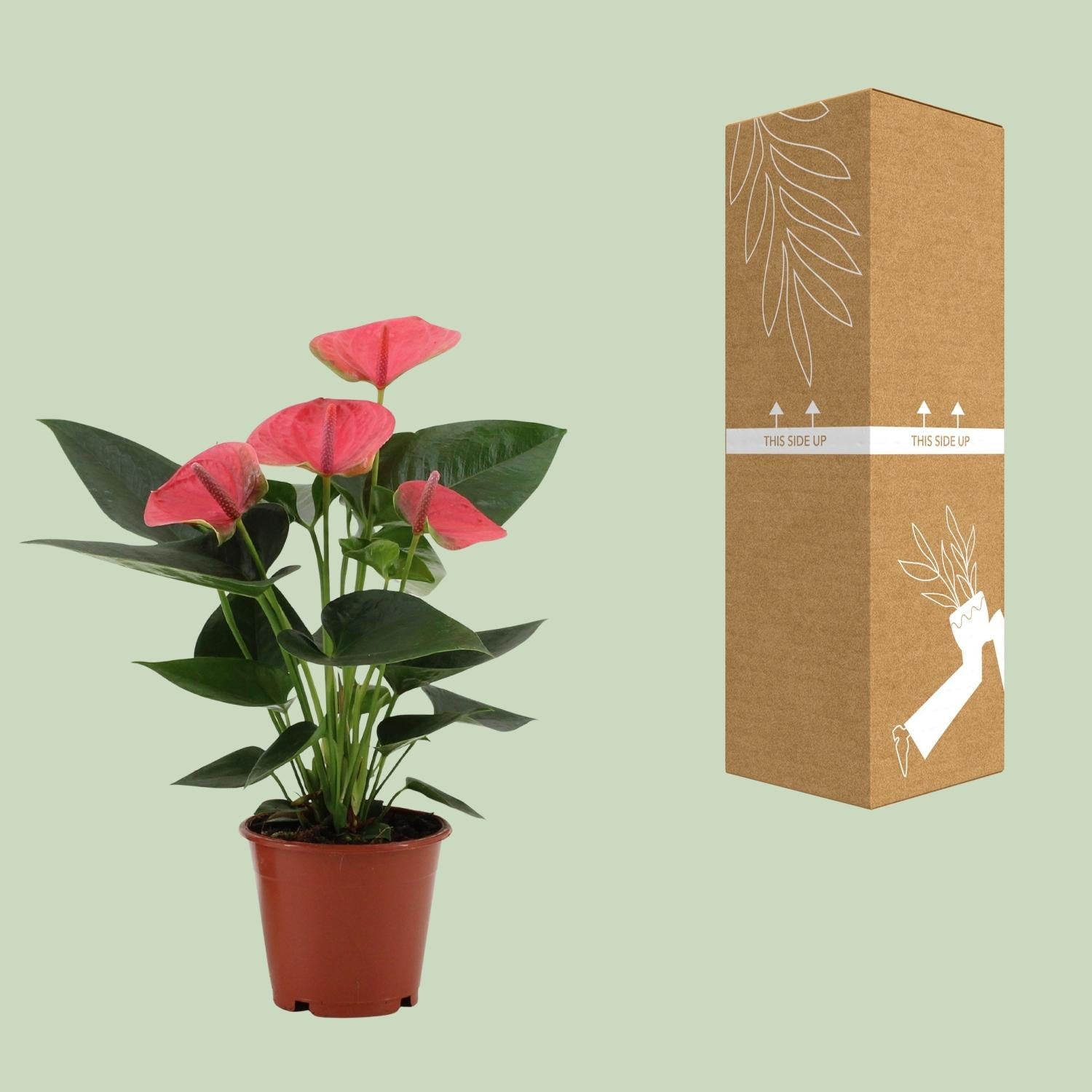 green-guardia-anthurium-sweet-dream-zimmerpflanze-12cm-36cm-pink image 3
