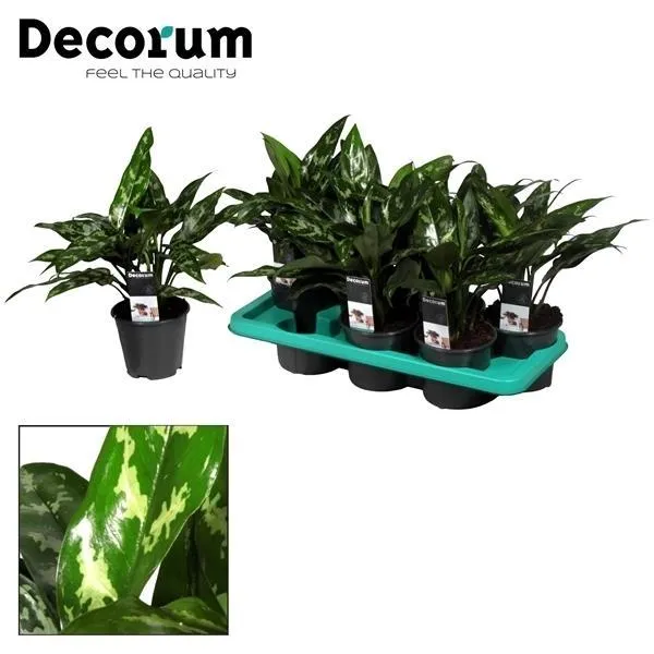 green-guardia-unsere-pflanzen-aglaonema-kolbenfaden-zimmerpflanze-35-80-cm image 1
