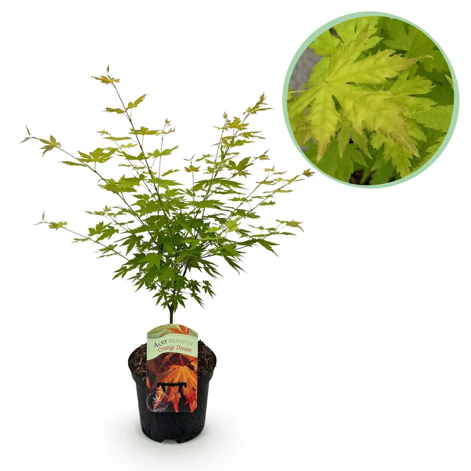 green-guardia-unsere-pflanzen-japanischer-ahorn-orange-dream-70-cm image 1