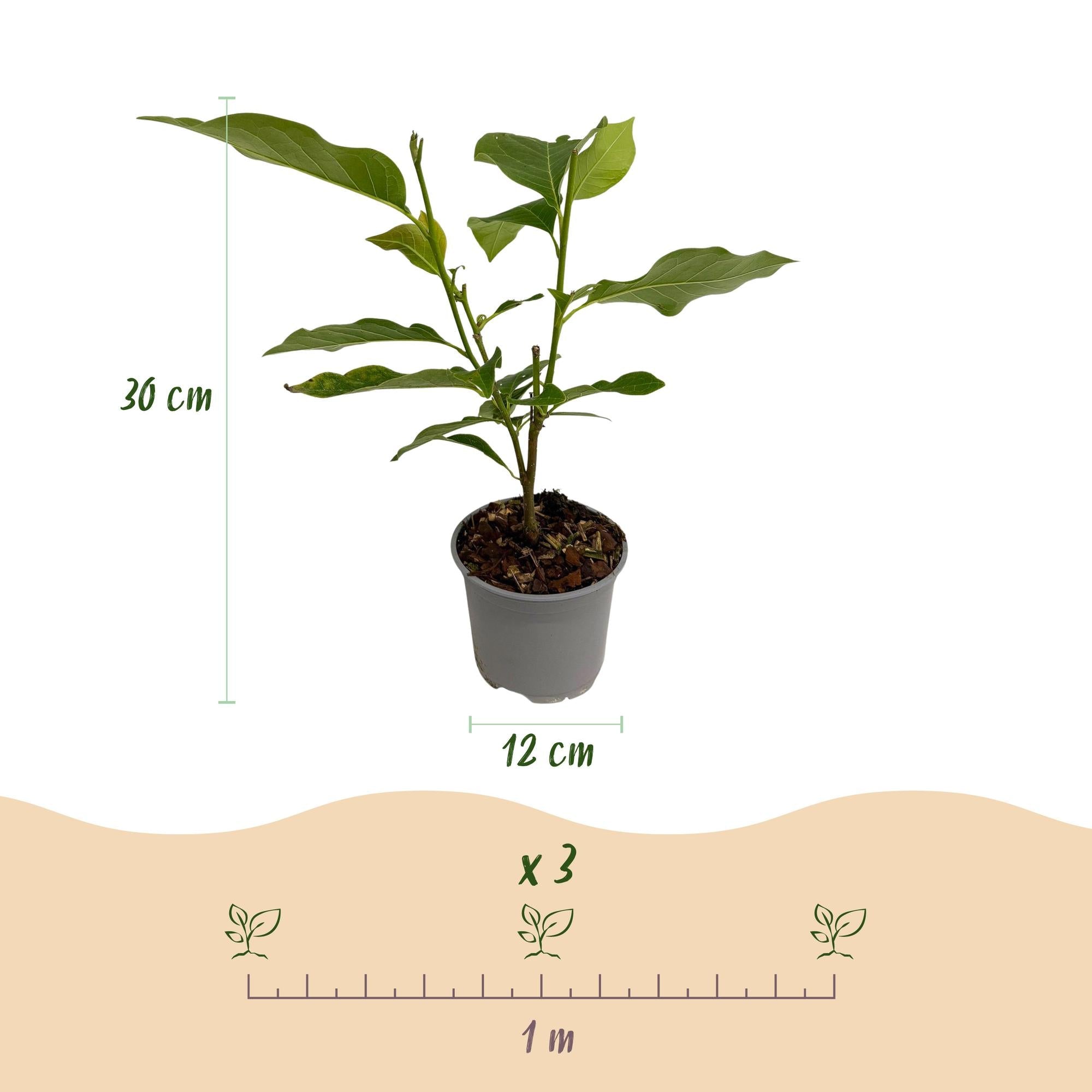green-guardia-tricolour-magnolie-zierstrauch-12-cm-3-pflanzen image 2