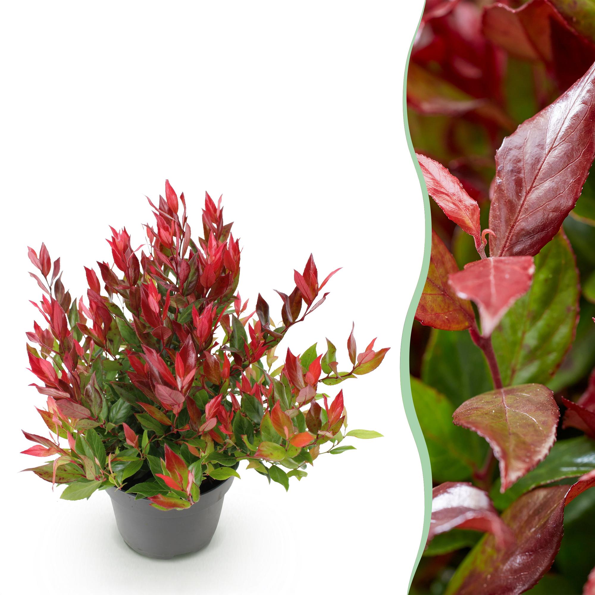 green-guardia-leucothoe-little-flame-40-cm-17-cm-topf image 1