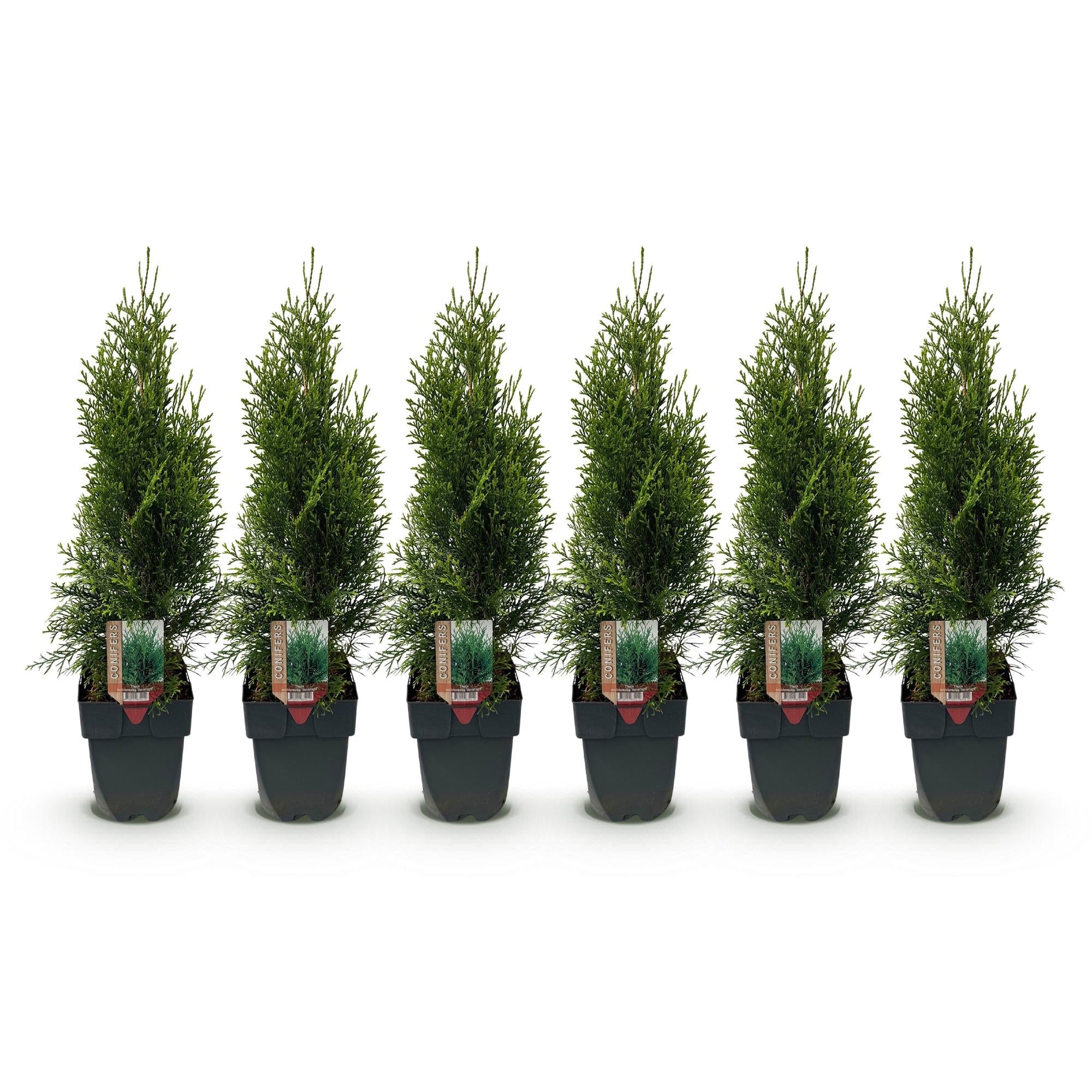 green-guardia-unsere-pflanzen-thuja-smaragd-heckenpflanze-60cm-17cm image 3