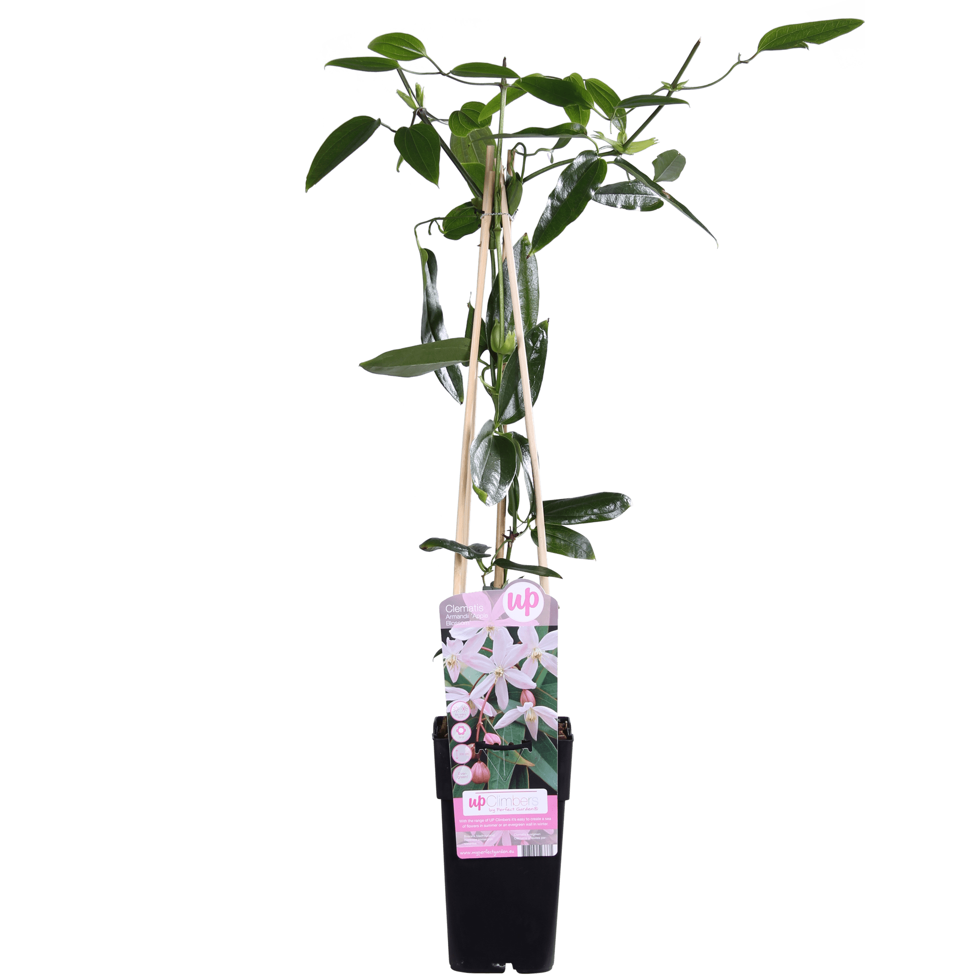 green-guardia-apple-blossom-clematis-15cm-immergr-n-hellrosa image 3