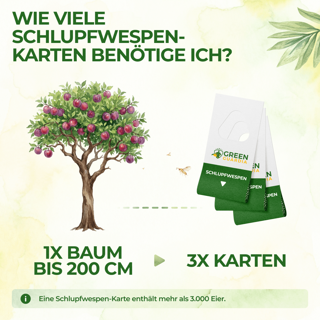 green-guardia-schlupfwespen-gegen-pflaumenwickler-3-karten-n-tzlinge image 3