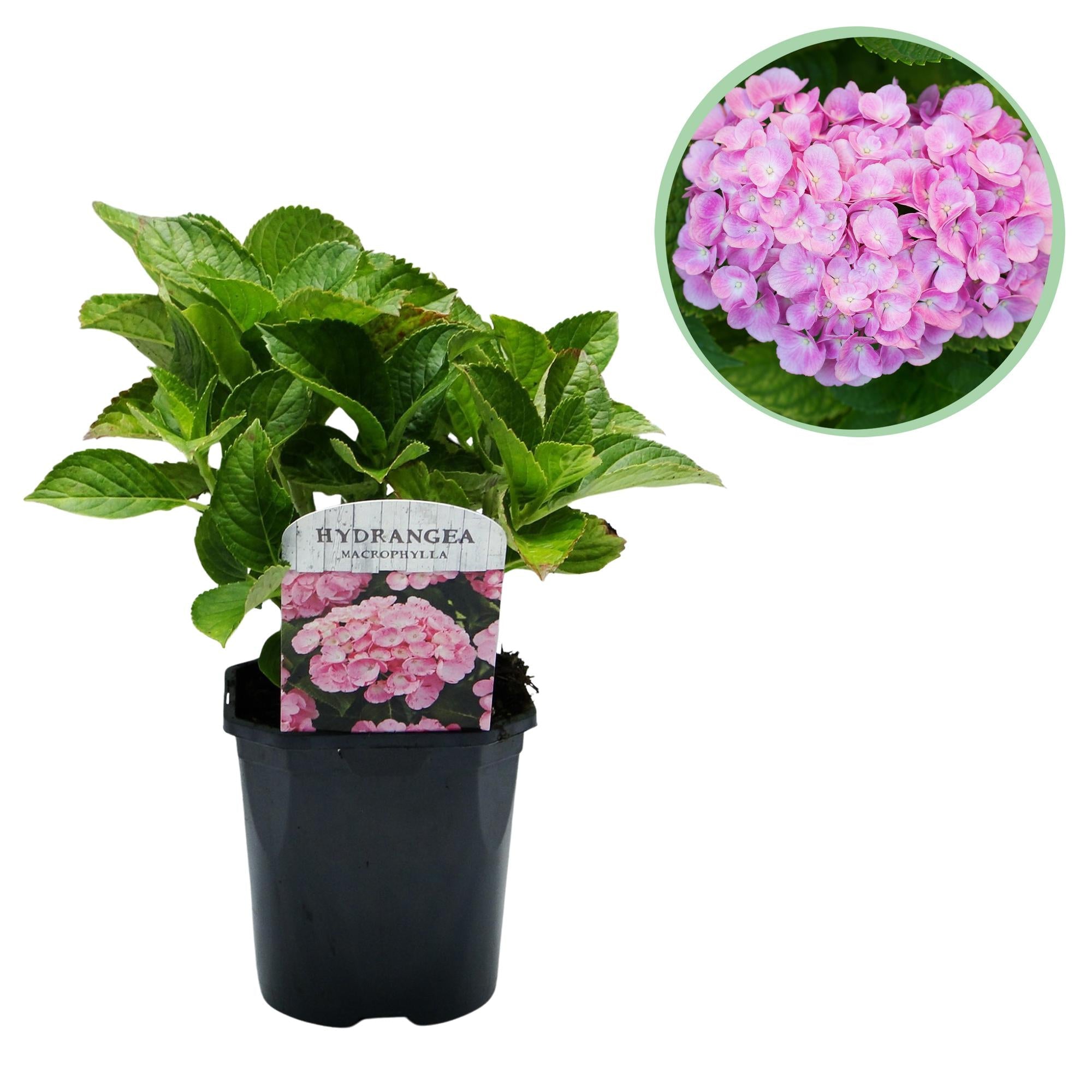 green-guardia-unsere-pflanzen-hydrangea-hortensie-blau-17cm-topf image 5