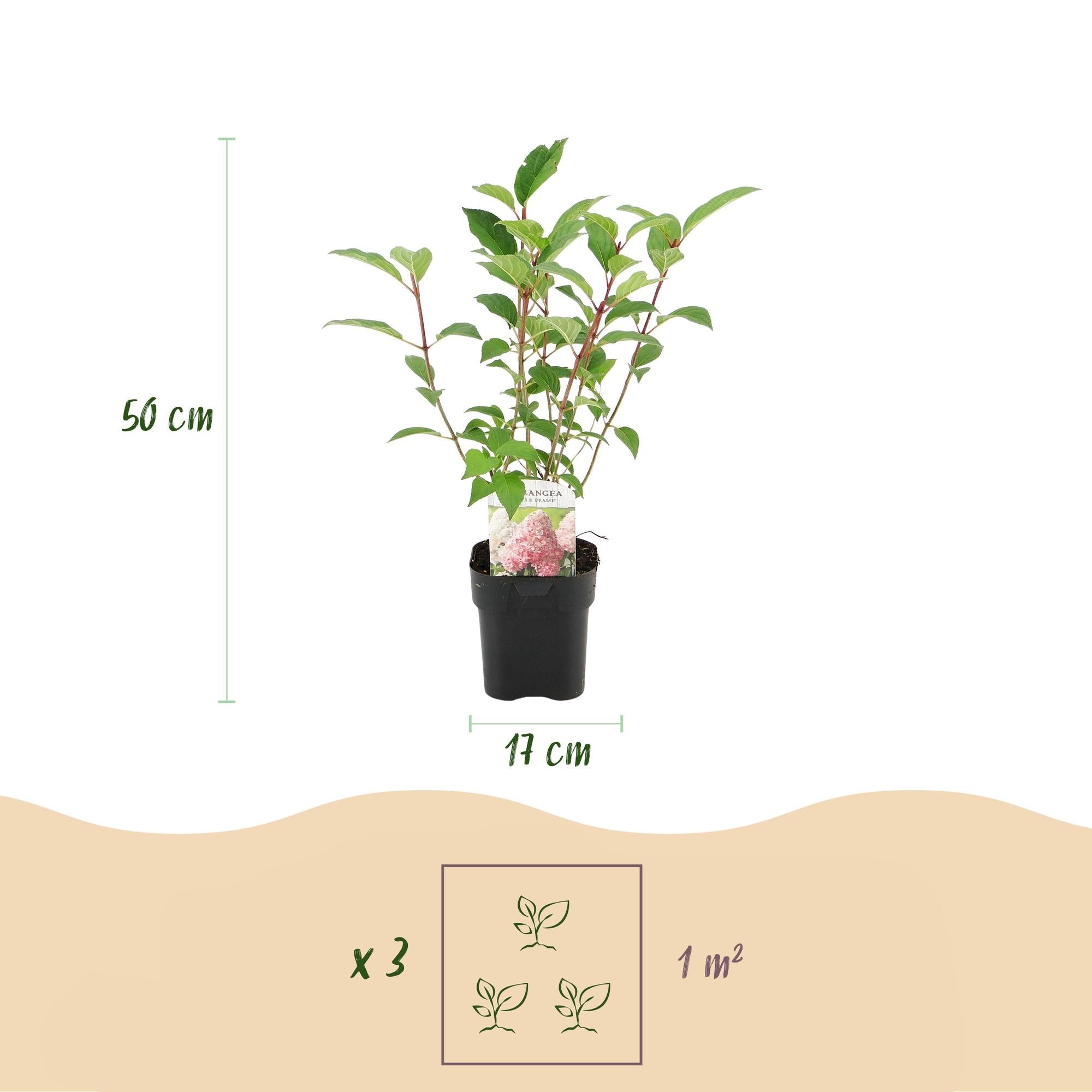 green-guardia-rispenhortensie-vanille-fraise-17cm-topf image 3