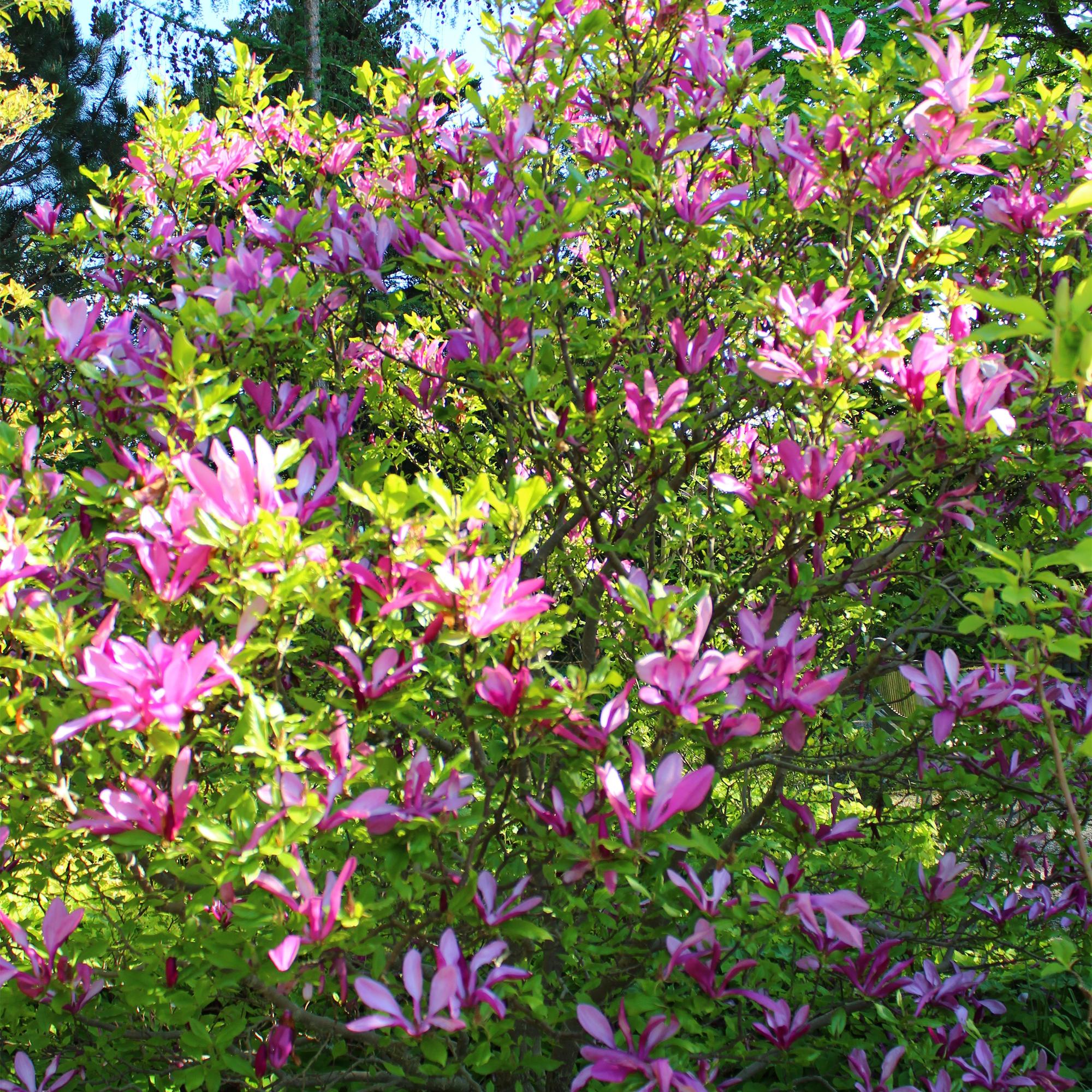green-guardia-magnolie-susan-bl-hstrauch-17cm-topf-dunkelrosa image 4