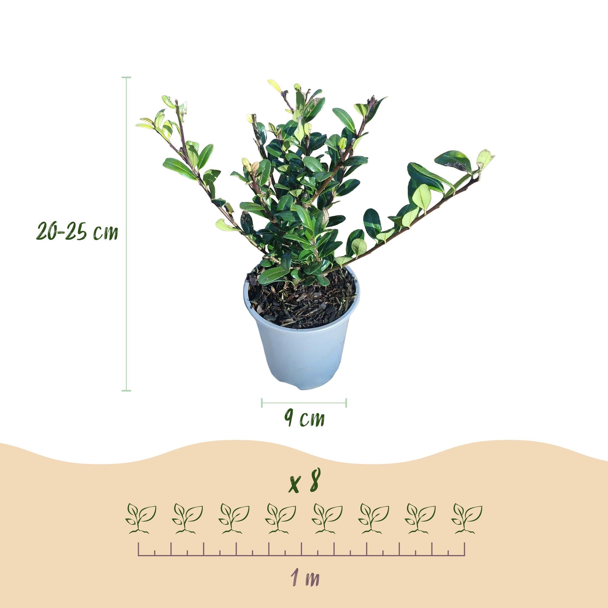 green-guardia-unsere-pflanzen-ilex-caroline-upright-hecke-8er-set-1m image 2