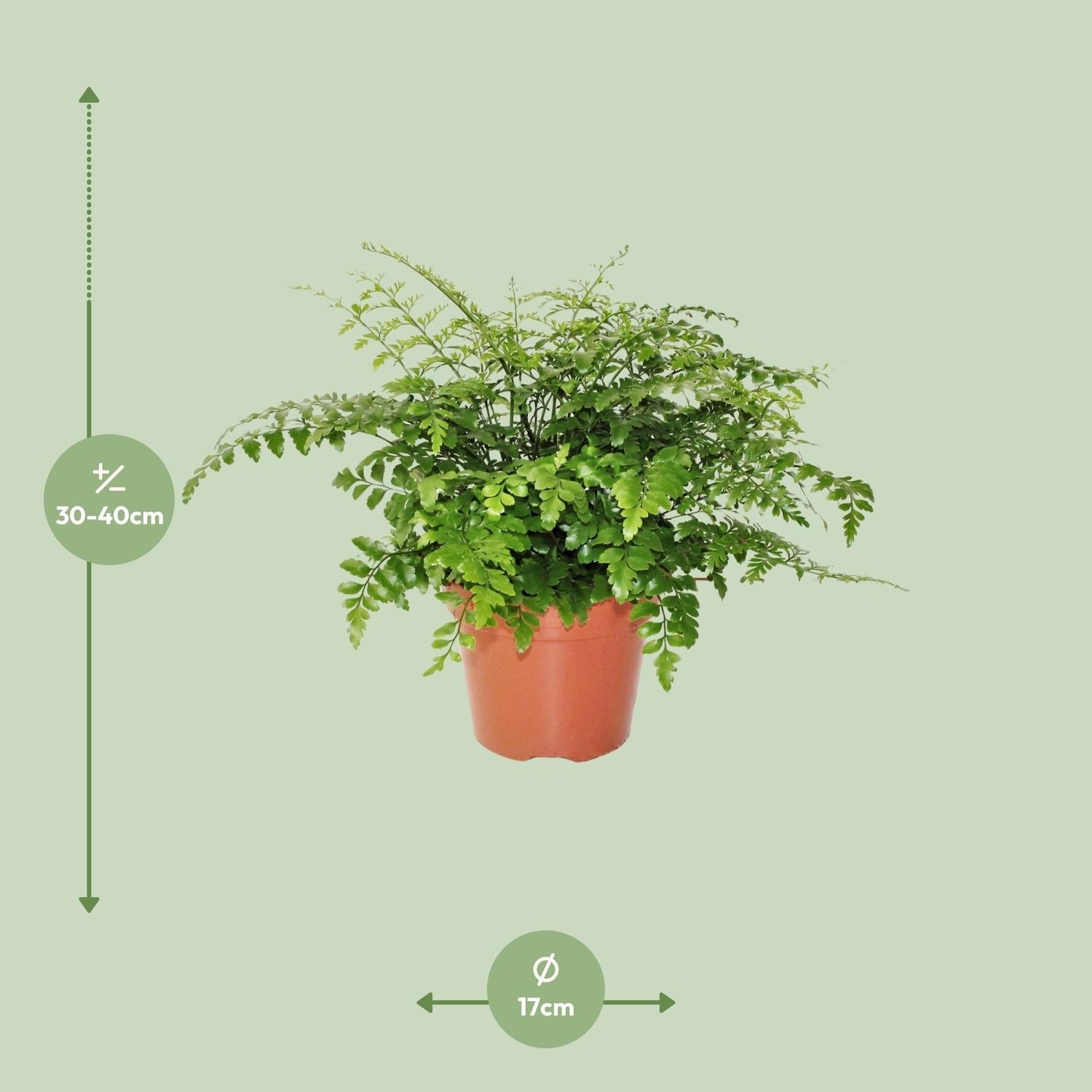 green-guardia-unsere-pflanzen-asplenium-parvati-nestfarn-25-cm image 6