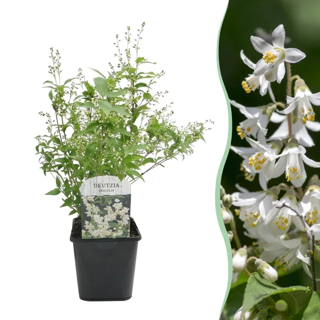 green-guardia-maiblumenstrauch-deutzia-gracilis-strauch-17-cm-topf-wei image 1