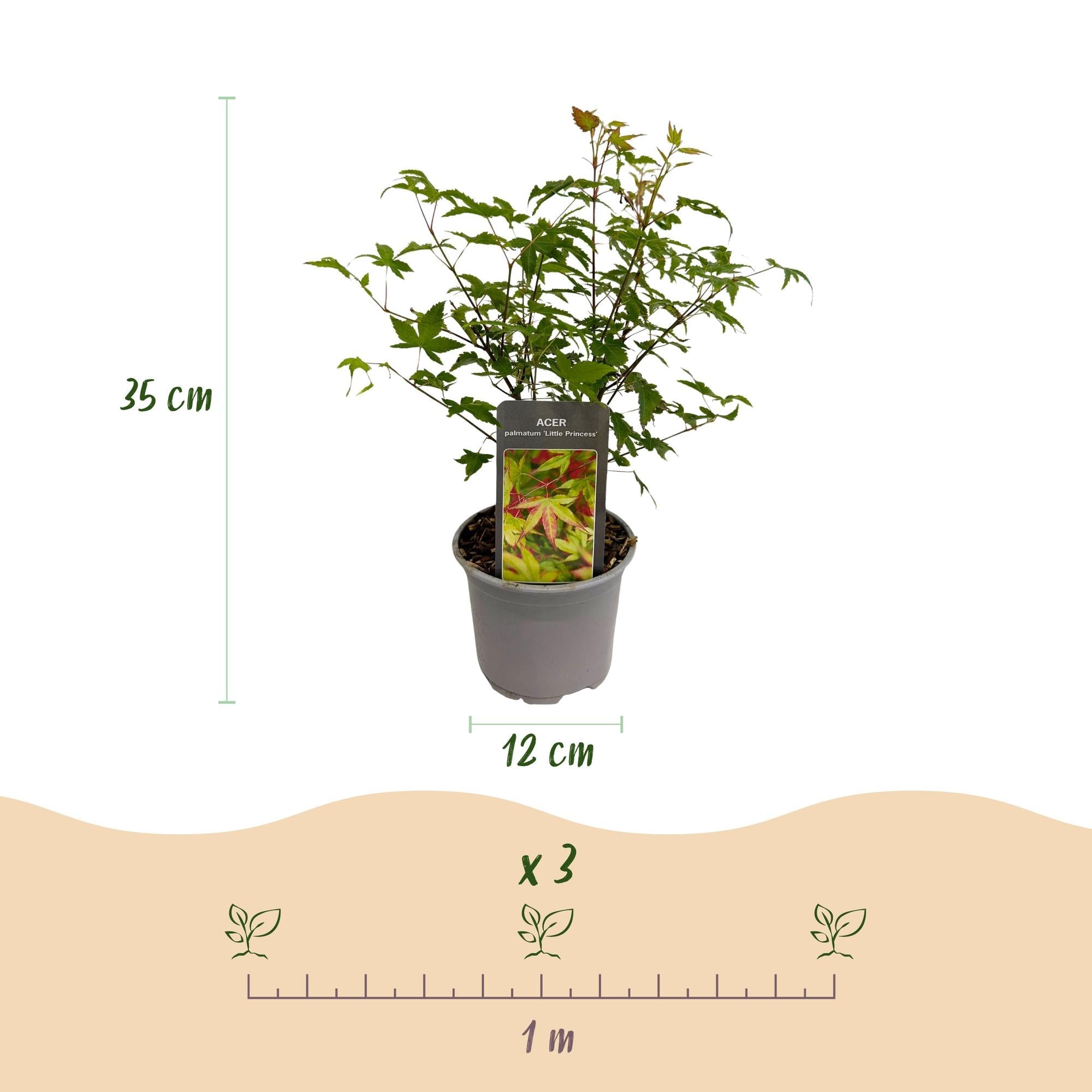 green-guardia-acer-little-princess-zierahorn-12-cm-topf-1-pflanze image 2
