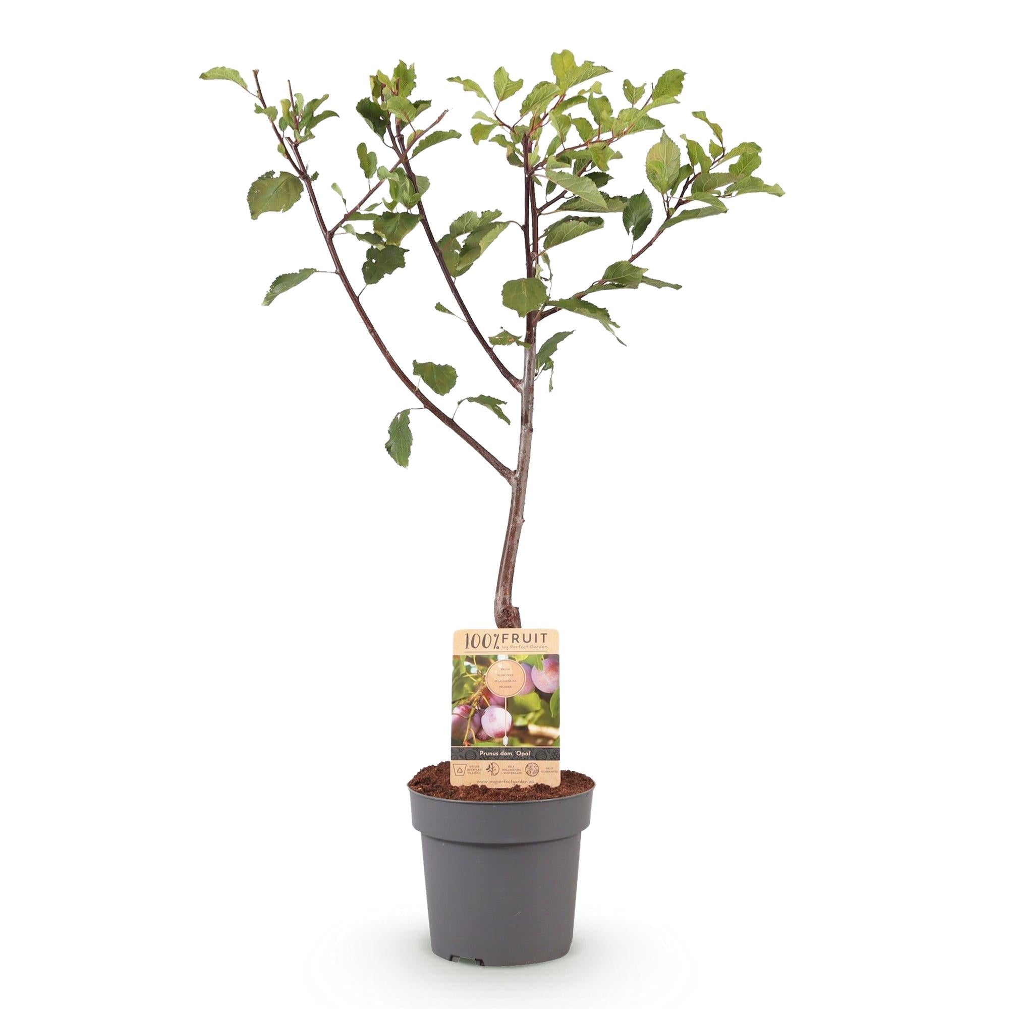 green-guardia-unsere-pflanzen-pflaumenbaum-opal-90cm-obstgeh-lz image 2
