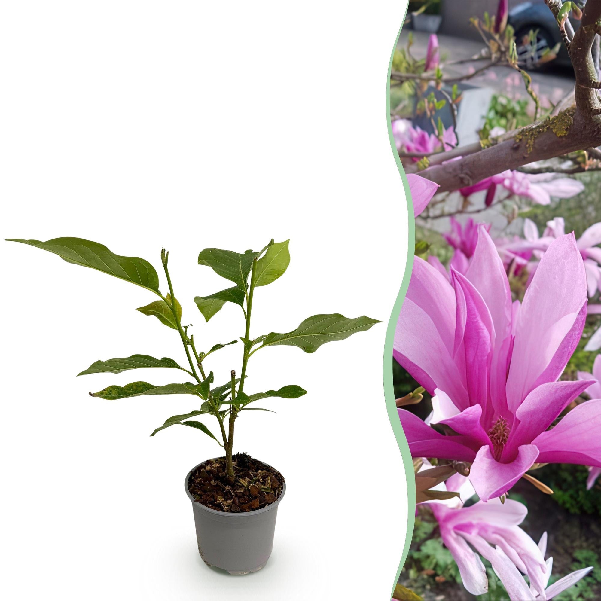 green-guardia-unsere-pflanzen-magnolia-susan-strauch-lila-12-cm-topf image 1