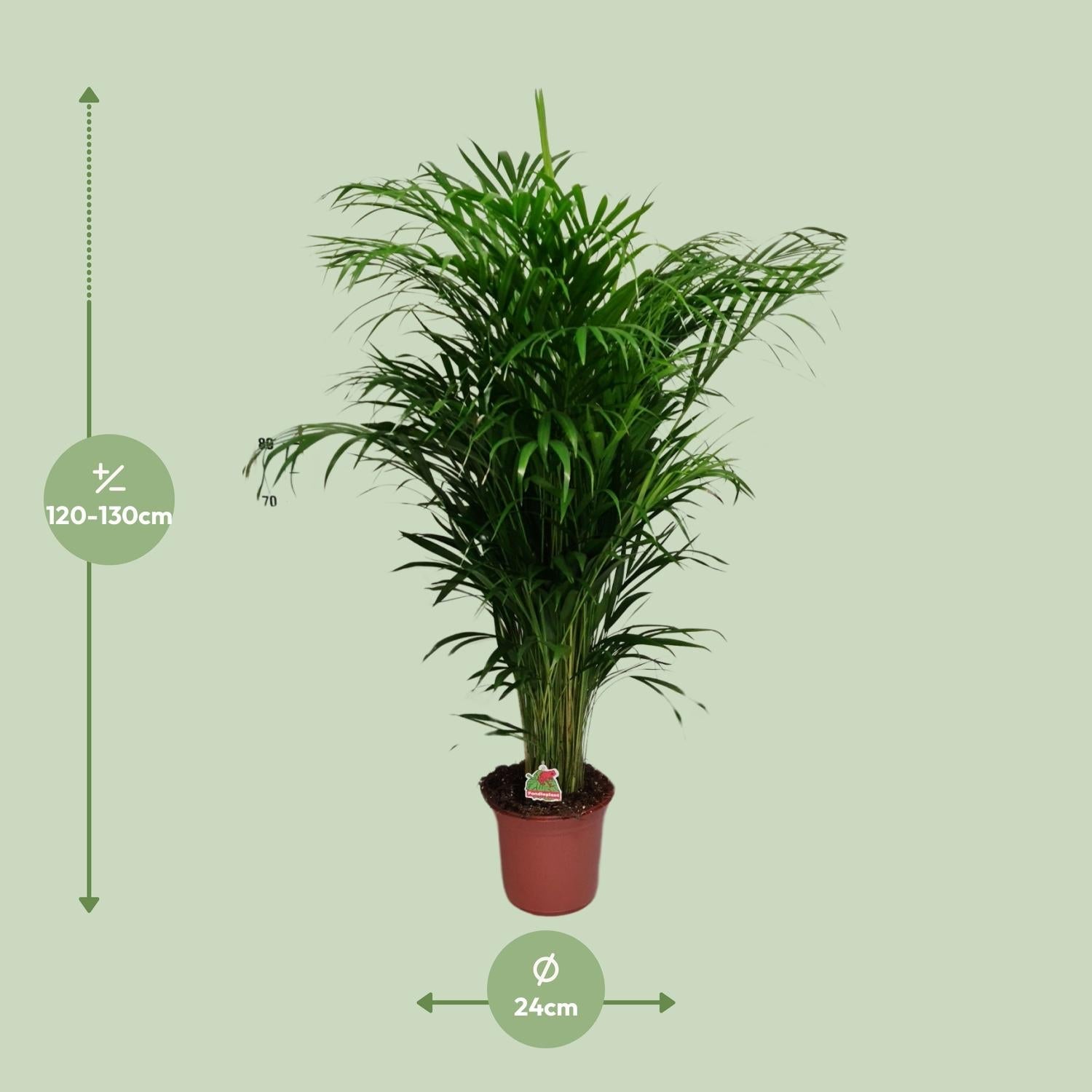 green-guardia-areca-palme-dypsis-lutescens-21cm-110cm-luftreinigend image 2