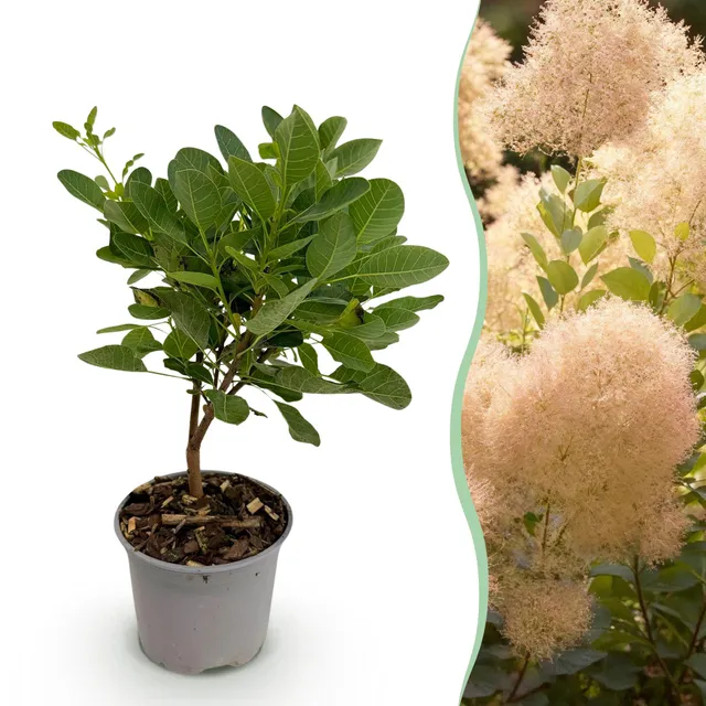 green-guardia-unsere-pflanzen-cotinus-young-lady-zierstrauch-12cm-35cm image 1